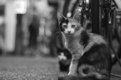 横濱中華街