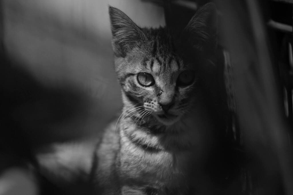 SMC PENTAX 105mmF2.4