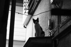 SMC TAKUMAR 1.4/50