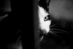 tessar2.8/50