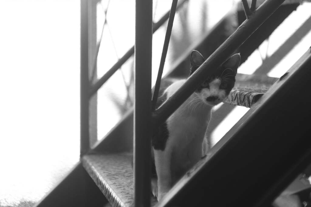 隣のアパートのヒゲ猫