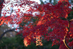 代々木公園