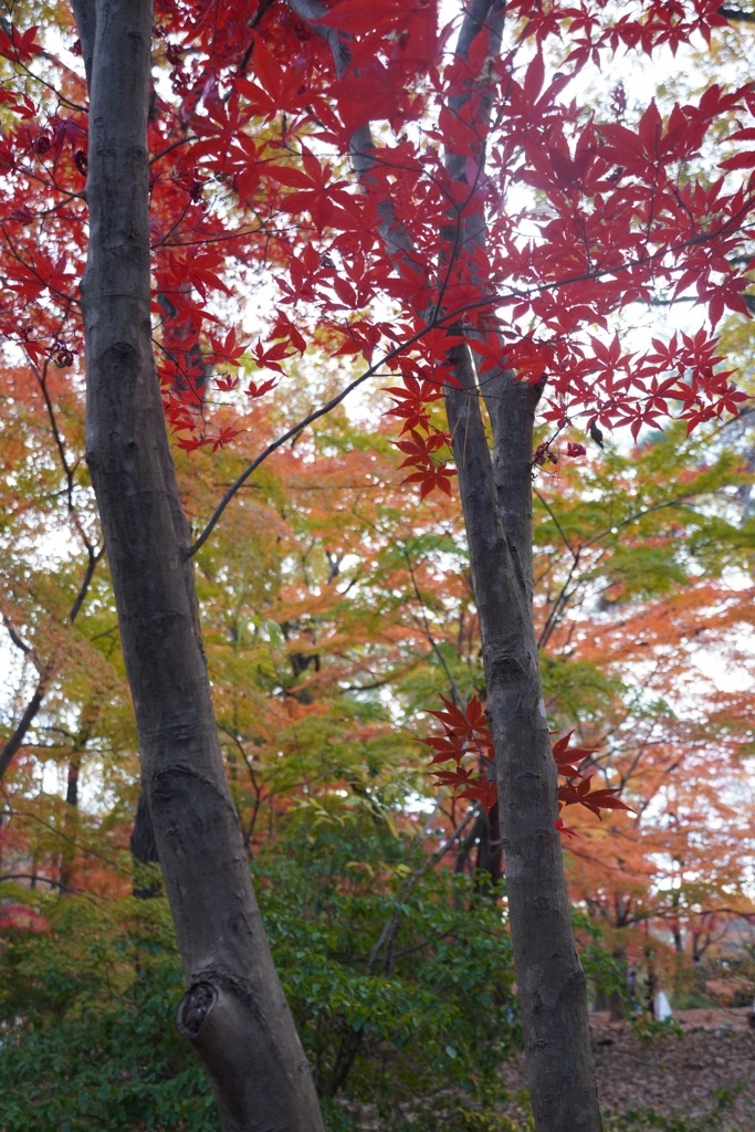 国営武蔵丘陵森林公園