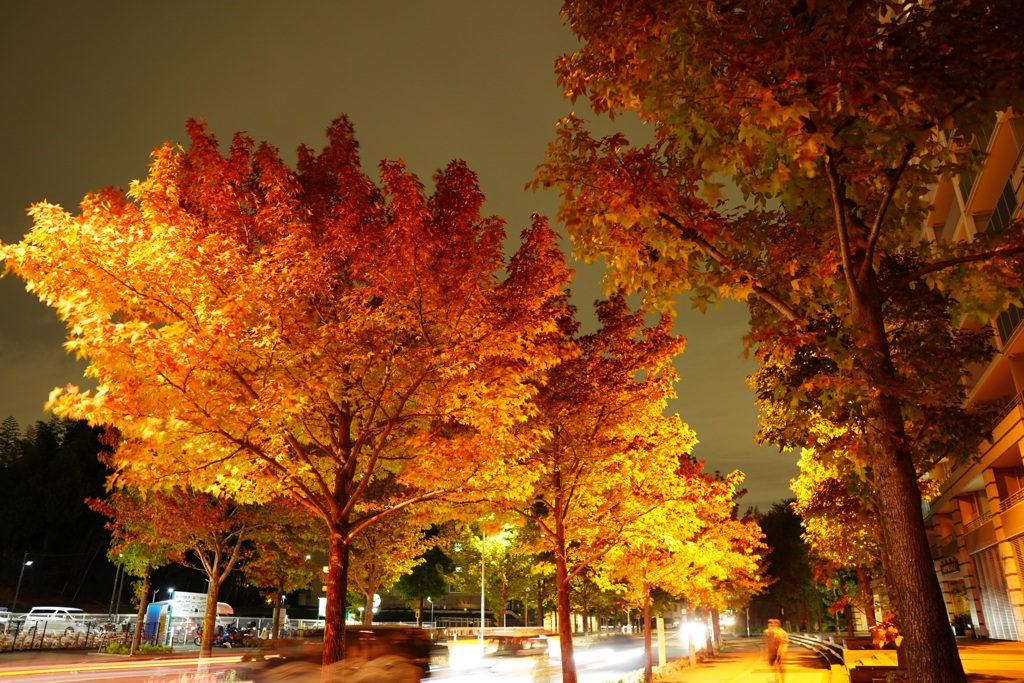 夜の街路樹