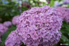 紫陽花