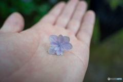てのひら紫陽花