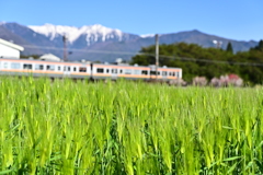 青い麦畑　田舎の風景です