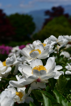 芍薬の花　