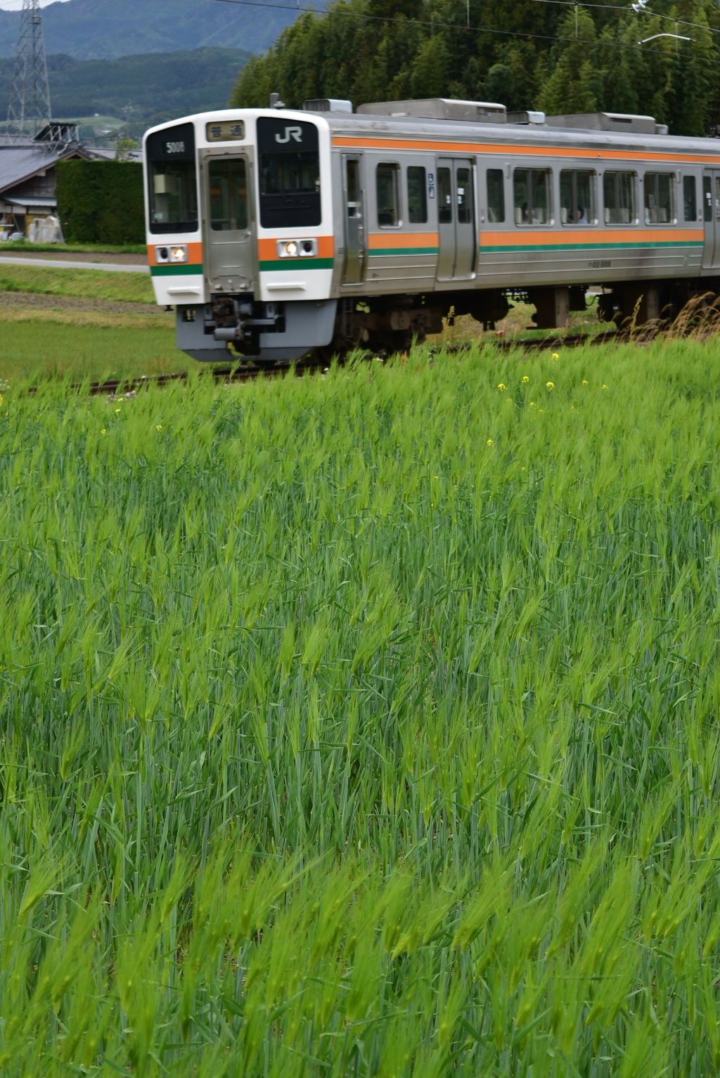 青い麦畑　