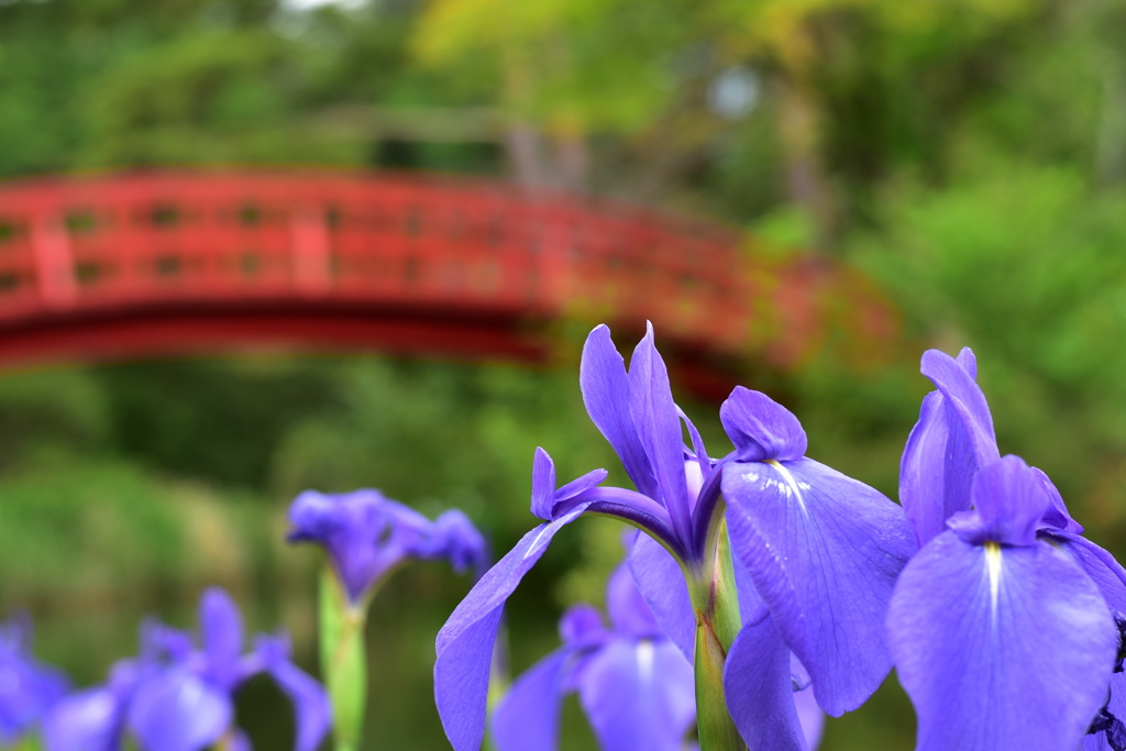 カキツバタの咲く公園　