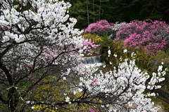 花桃の咲く渓流