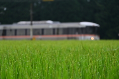 朝露