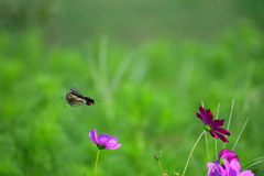 次の花へ移動
