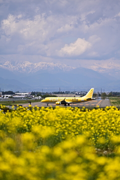 松本空港　黄色