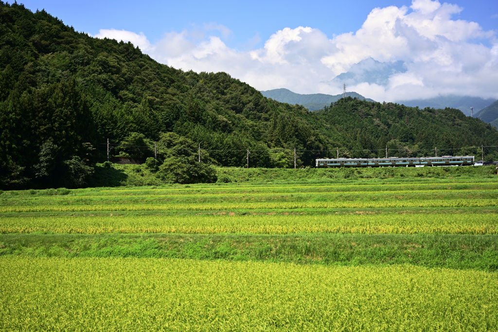 穀倉地帯　信州色