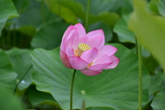 蓮