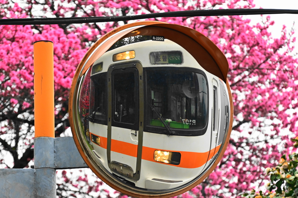 花桃満開