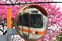花桃満開