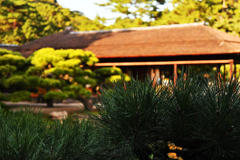 栗林公園の松と掬月亭