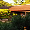 栗林公園の松と掬月亭