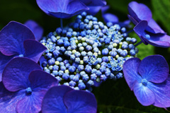 紫陽花