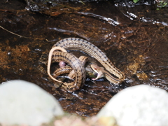 （閲覧注意）シマヘビ捕食　開始