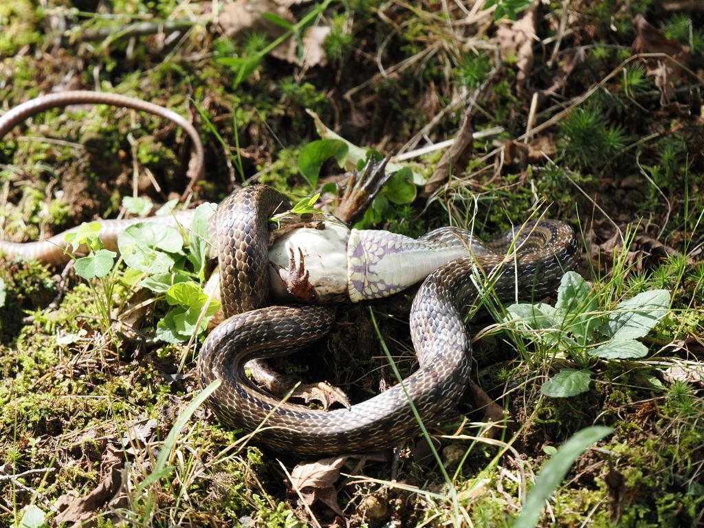 （閲覧注意）シマヘビ捕食　途中経過