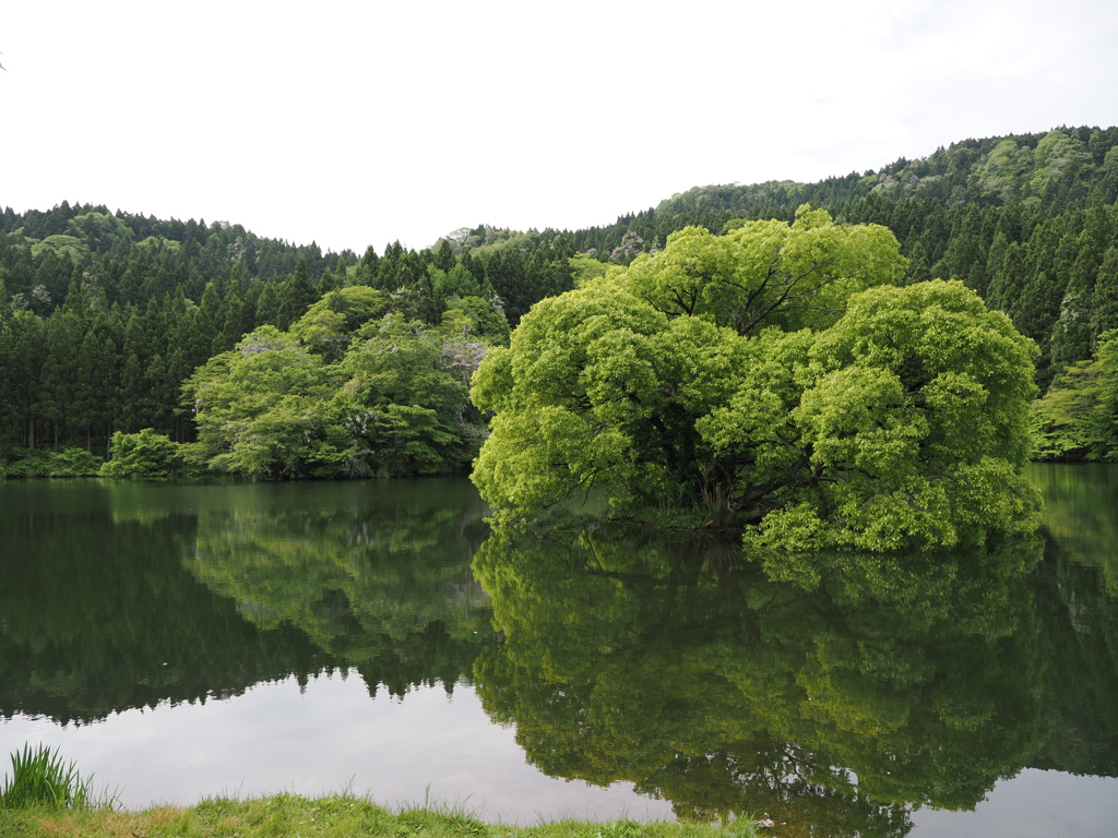 生い茂る島