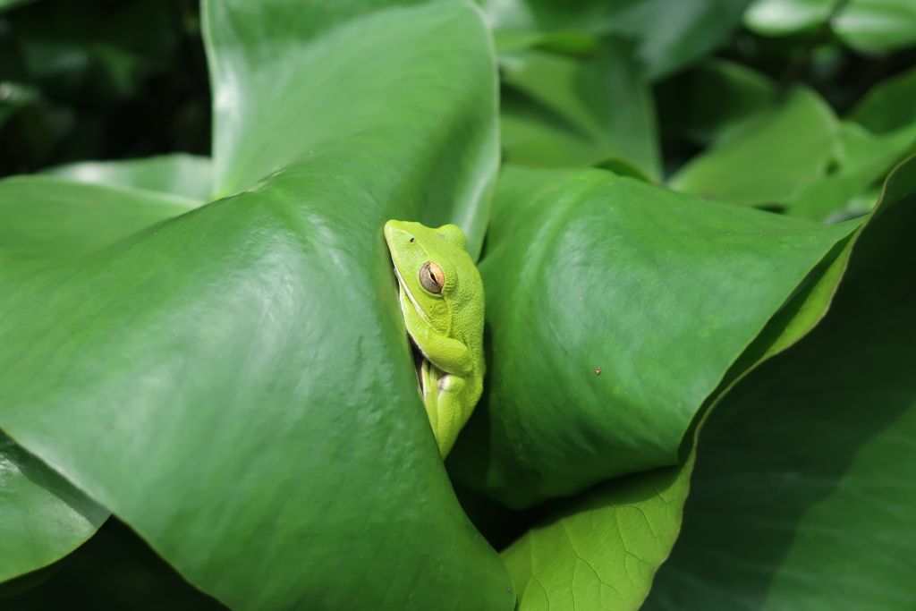 緑の中の緑