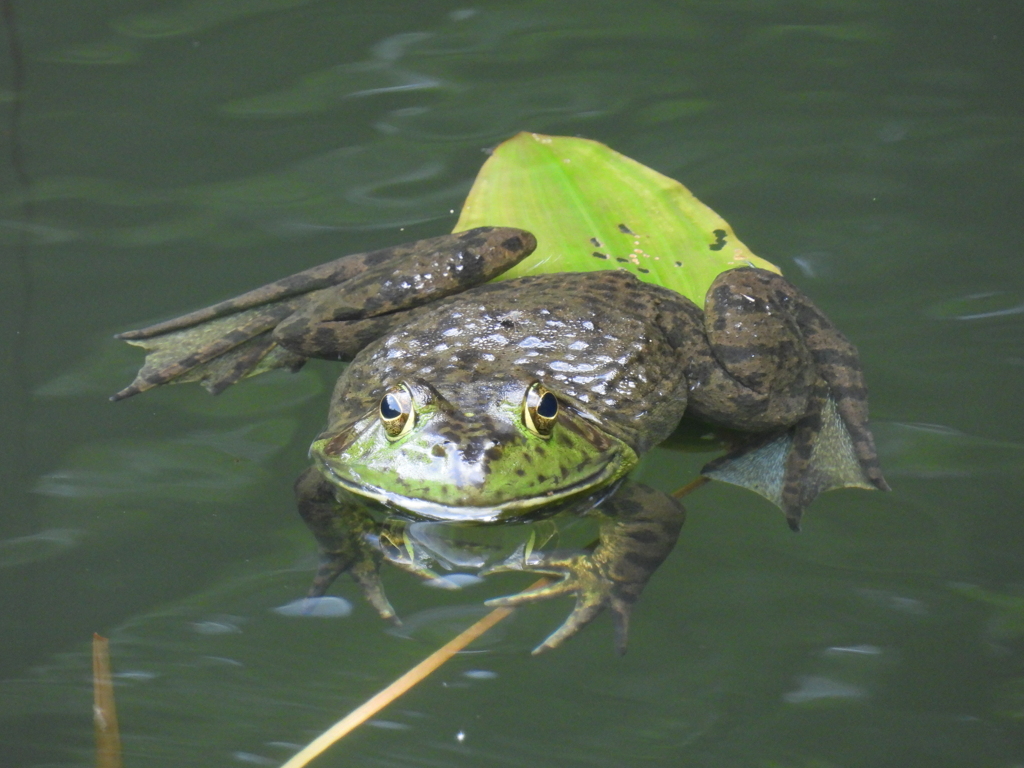 ウシガエル
