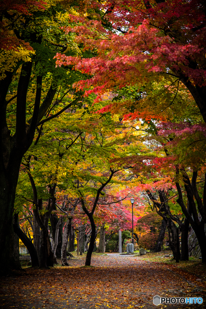 紅葉トンネル