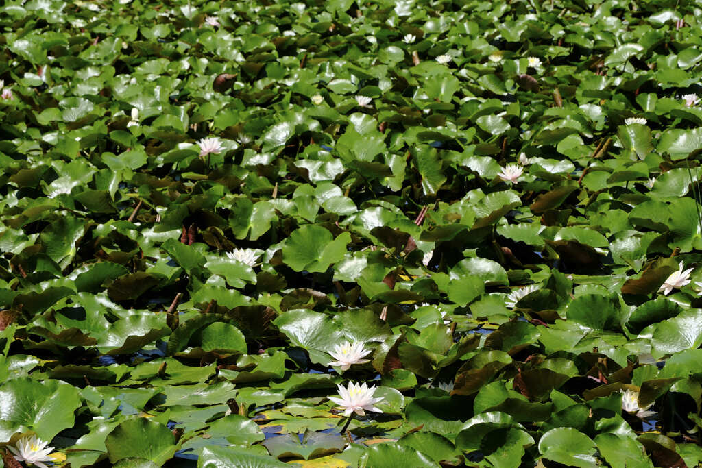 緑が眩しい。石神井公園