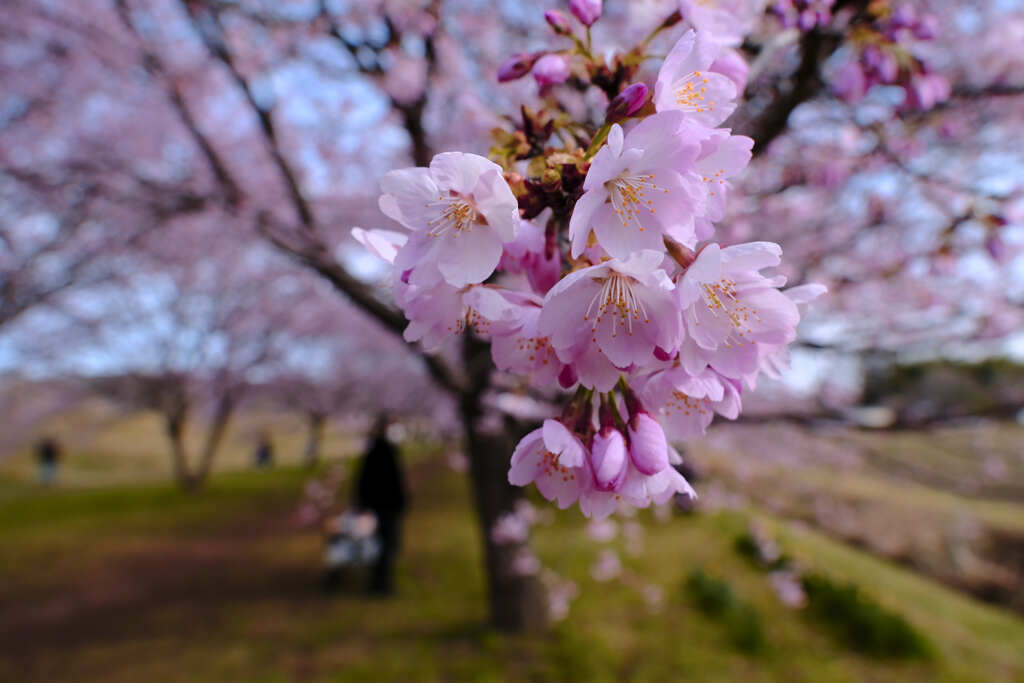 安行寒桜（北浅羽桜堤）