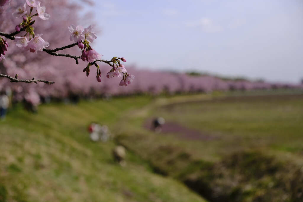 安行寒桜（北浅羽桜堤）