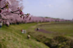 安行寒桜（北浅羽桜堤）