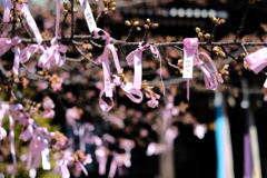 桜神宮　河津桜