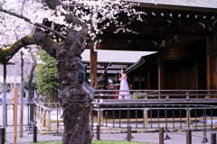 靖国神社　桜