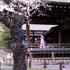 靖国神社　桜