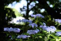 鎌倉　長谷寺　紫陽花　
