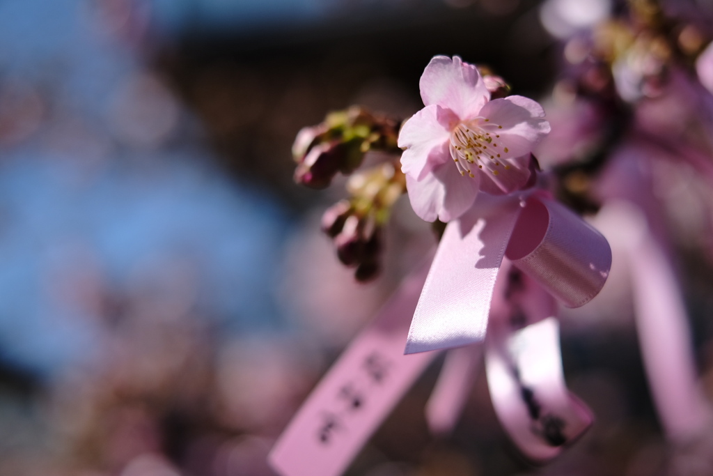 桜神宮　河津桜