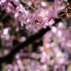 桜神宮　河津桜
