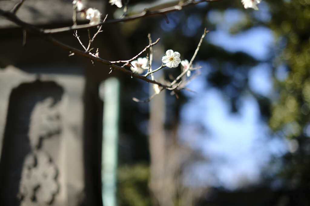 赤坂氷川神社③