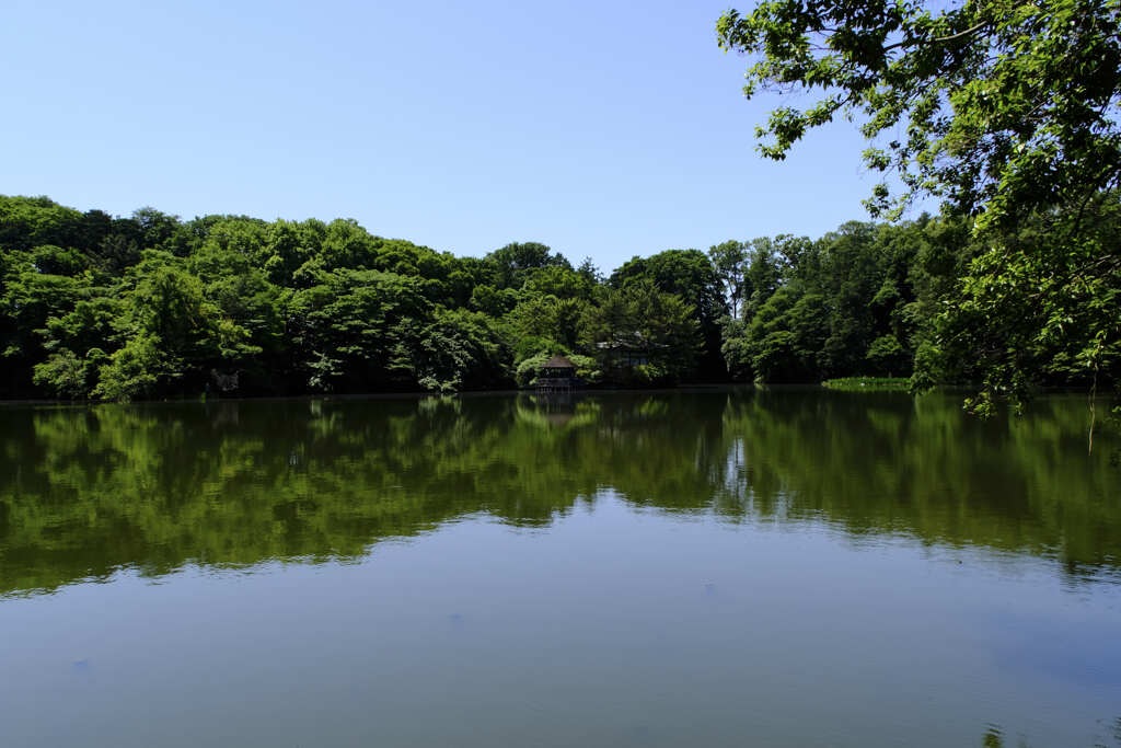 緑が眩しい。石神井公園