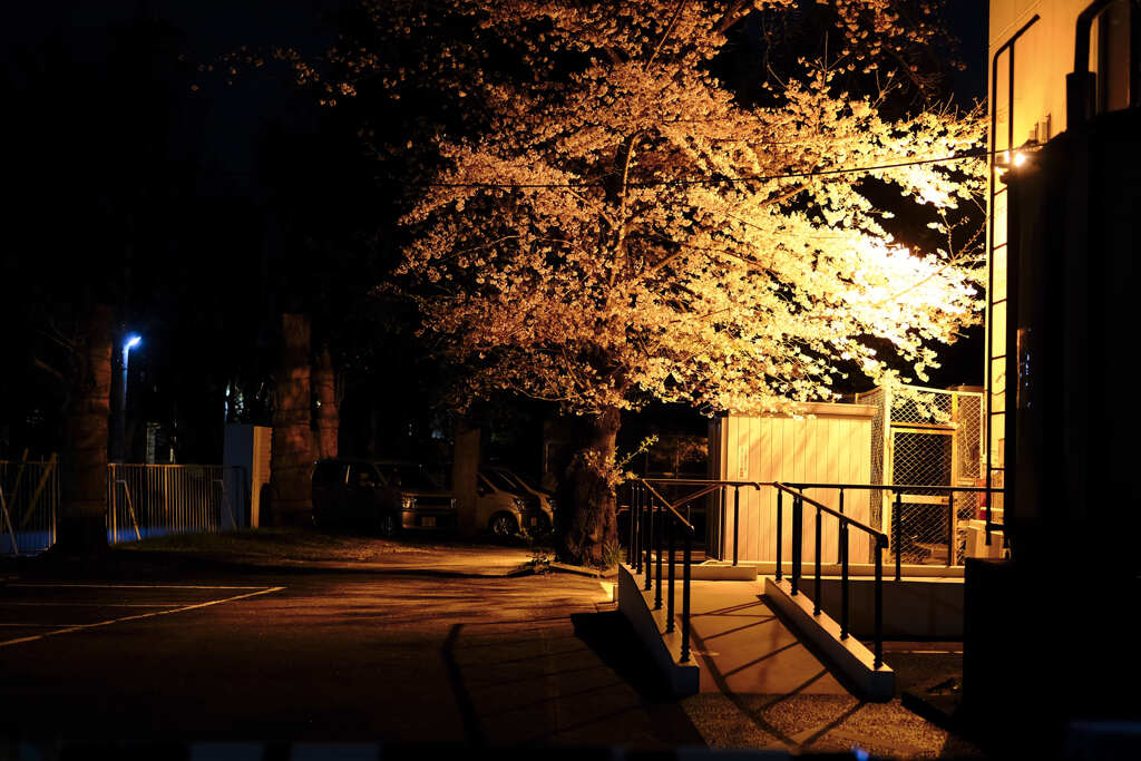 病院の夜桜