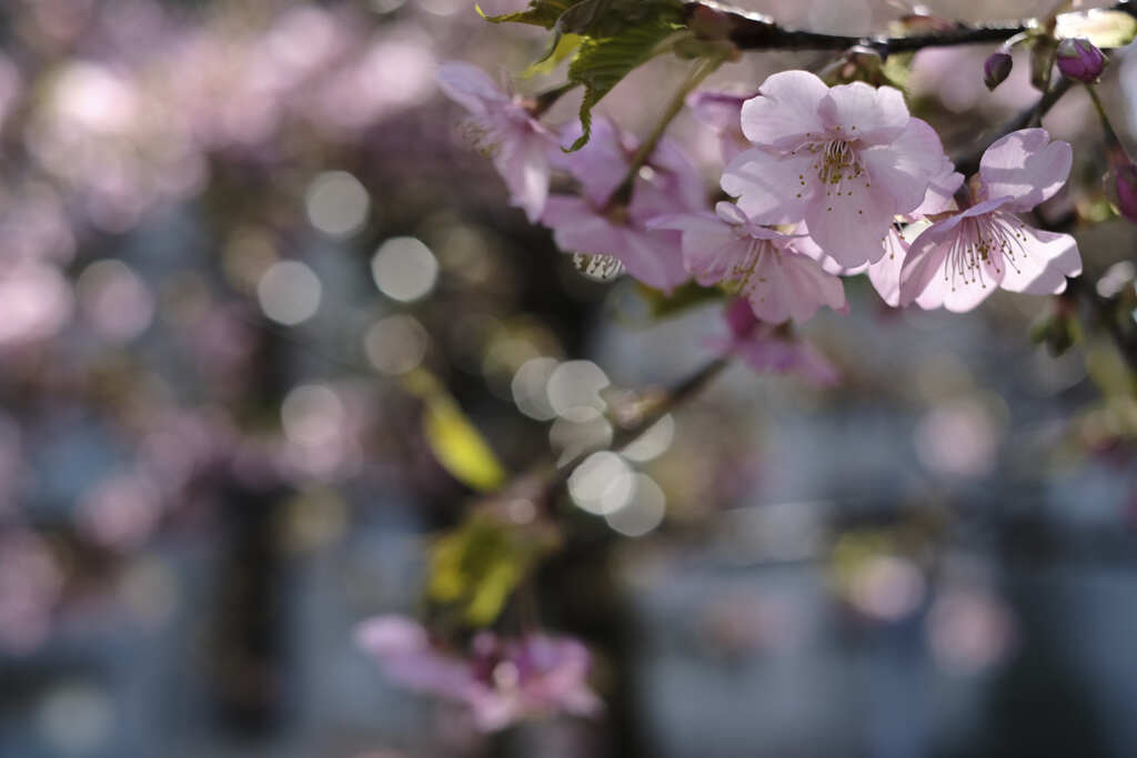 こんなところに河津桜が咲いてました。