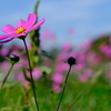秋桜１