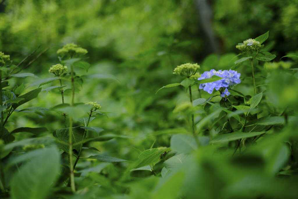 鎌倉　明月院　紫陽花