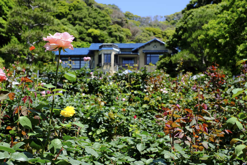 鎌倉文学館　薔薇