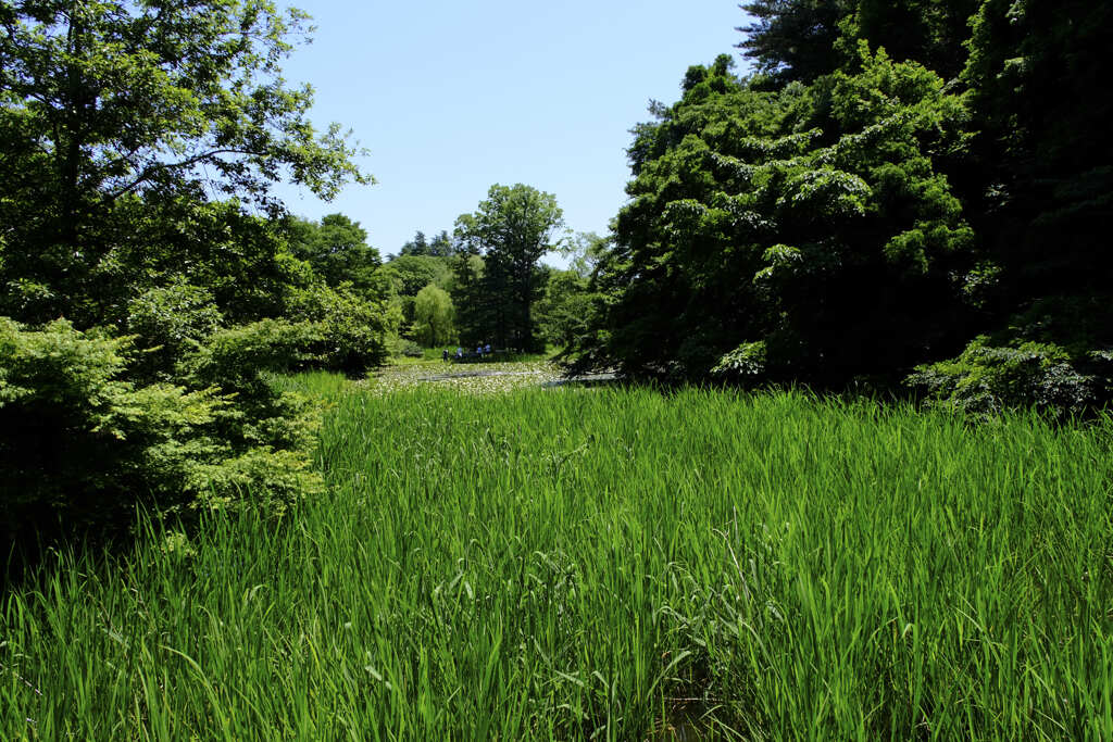 緑が眩しい。石神井公園