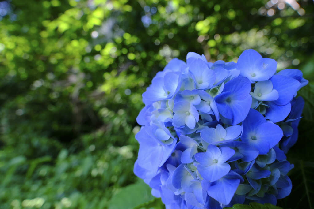 東京・石神井公園の紫陽花咲いてます。